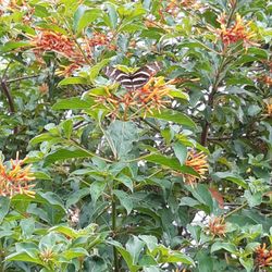 FREE CUTTINGS Of Firebush Plant 🔻Info See Below🔻