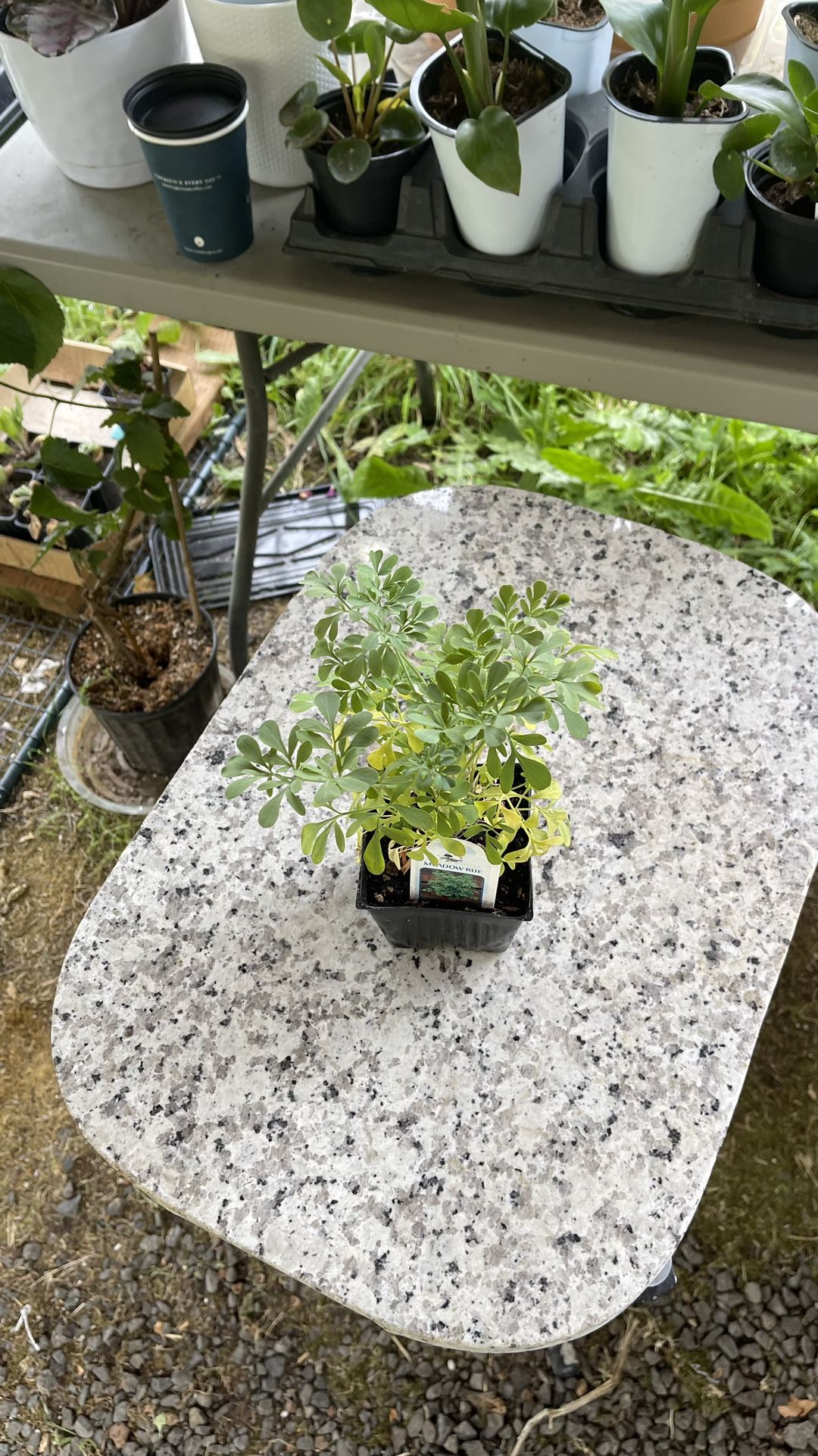 Ruda (Rue ) Plants In 4 Inches Pot