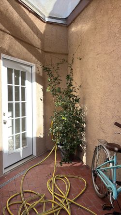 Jasmine Plant/Vine