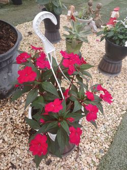 Flowers in hanging baskets $15🌺