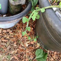 Adamant Creeper Or Pirandai Or  hadjod Plant 