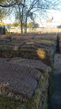 Grass Sod