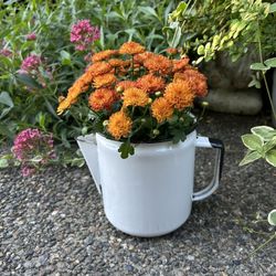 Enamelware White Coffee Pot