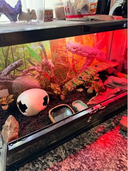 Terrarium whit lamps