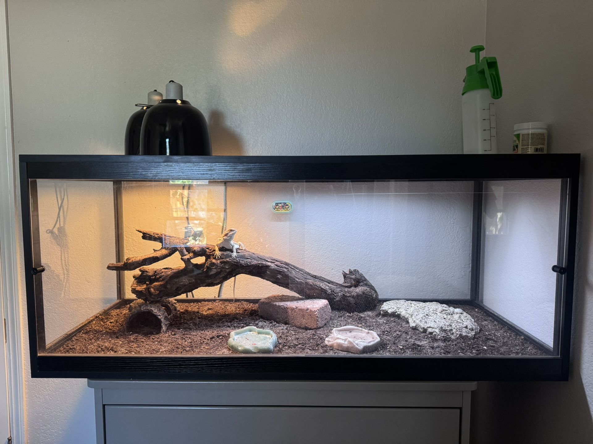Bearded Dragon Tank 