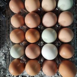 12 Or 20 Count Free Range Eggs