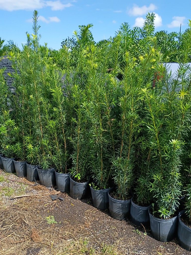Huge Podocarpus Over 4 Feet Tall Instant Privacy Hedge For Fence