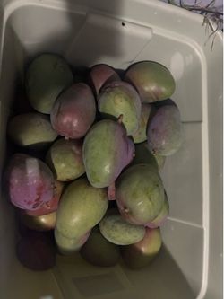 Mangos grandes deliciosos