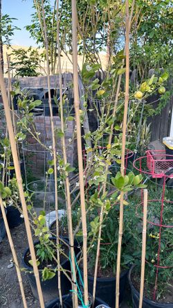 Lemon Tree Mexican Lemon