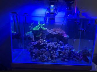 Reef rock