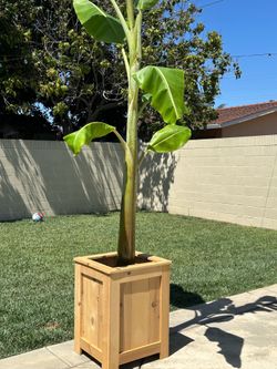 NEW Wooden planter box