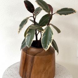 Ficus Tineke Indoor Plant In Wooden Pot