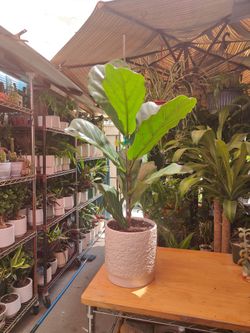 Fiddle Leaf Tree