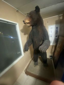 I’m selling a mountain bear on a wheeled base, it measures exactly 68 in length. I paid 2800, I’m only asking for 1200, the price is firm