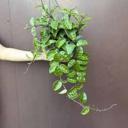 6” Hoya Krinkle 