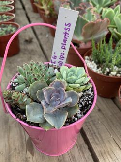 Succulent Arrangement 