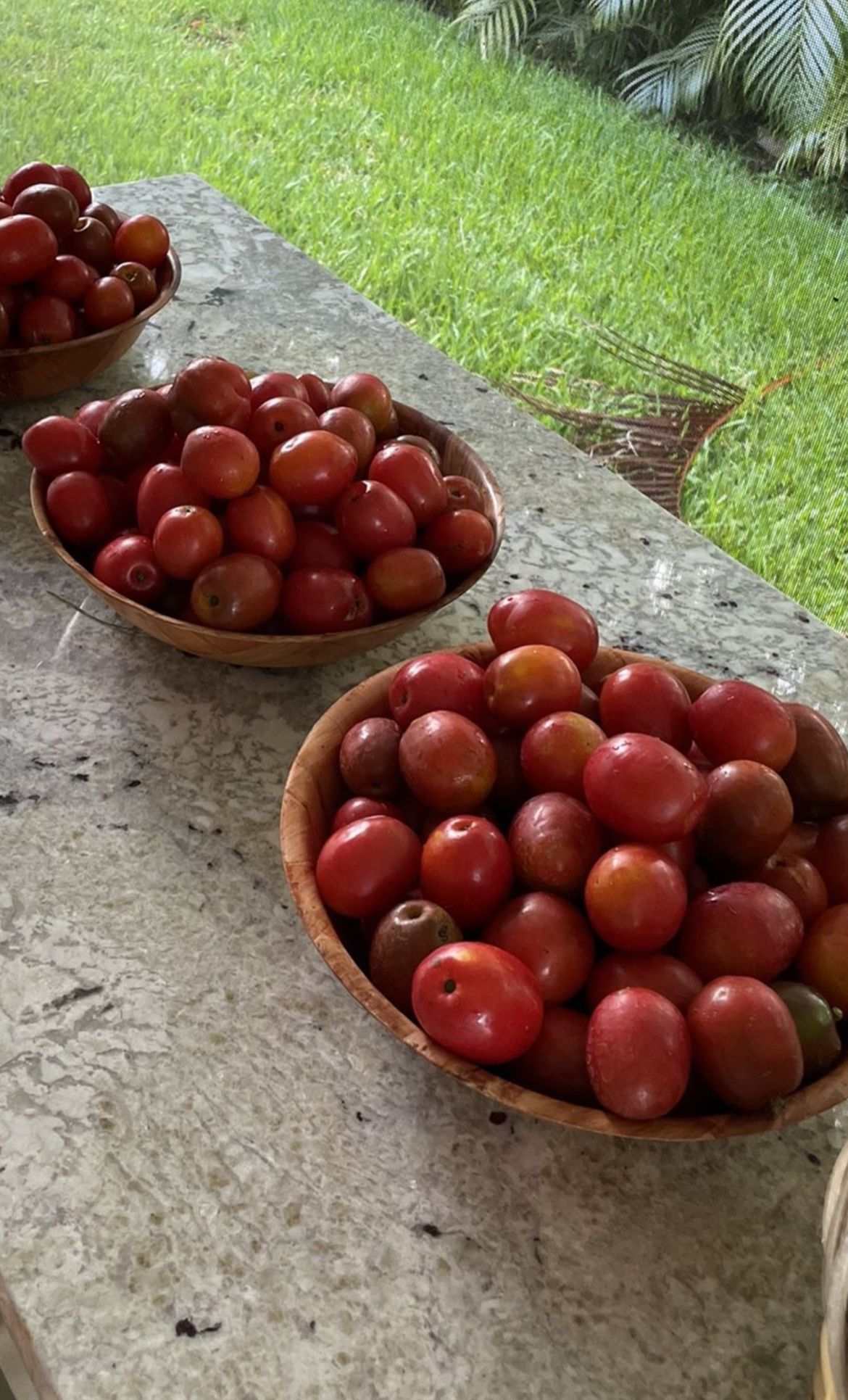 Jocote ,ciruela ,plums Tree And Fruits