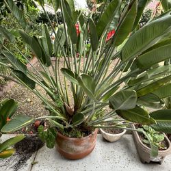 Strelitzia Bird of Paradise