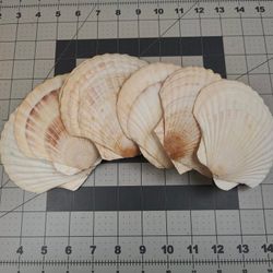 Set of Six Larger Scallop Shells (Two Sets are Available Priced Each, FCFS)