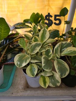 Peperomia
