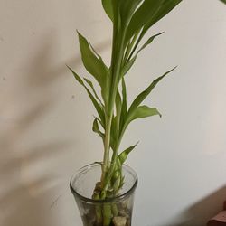 Lucky Bamboo Shoots Plant