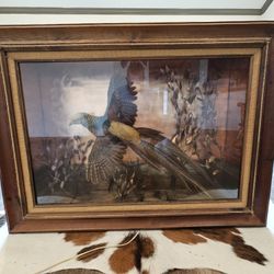 Golden Pheasant Mount