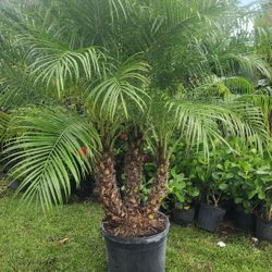 Beautiful Robollinis Palms About 6 Feet Tall!!! Fertilized 