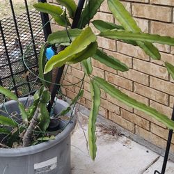 Free Dragon fruit Cuttings.  AR THE CURB