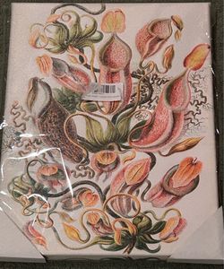 Ernst Haeckel Flower Plant Print 16”x12” (New)
