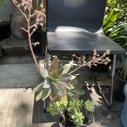 Succulents 