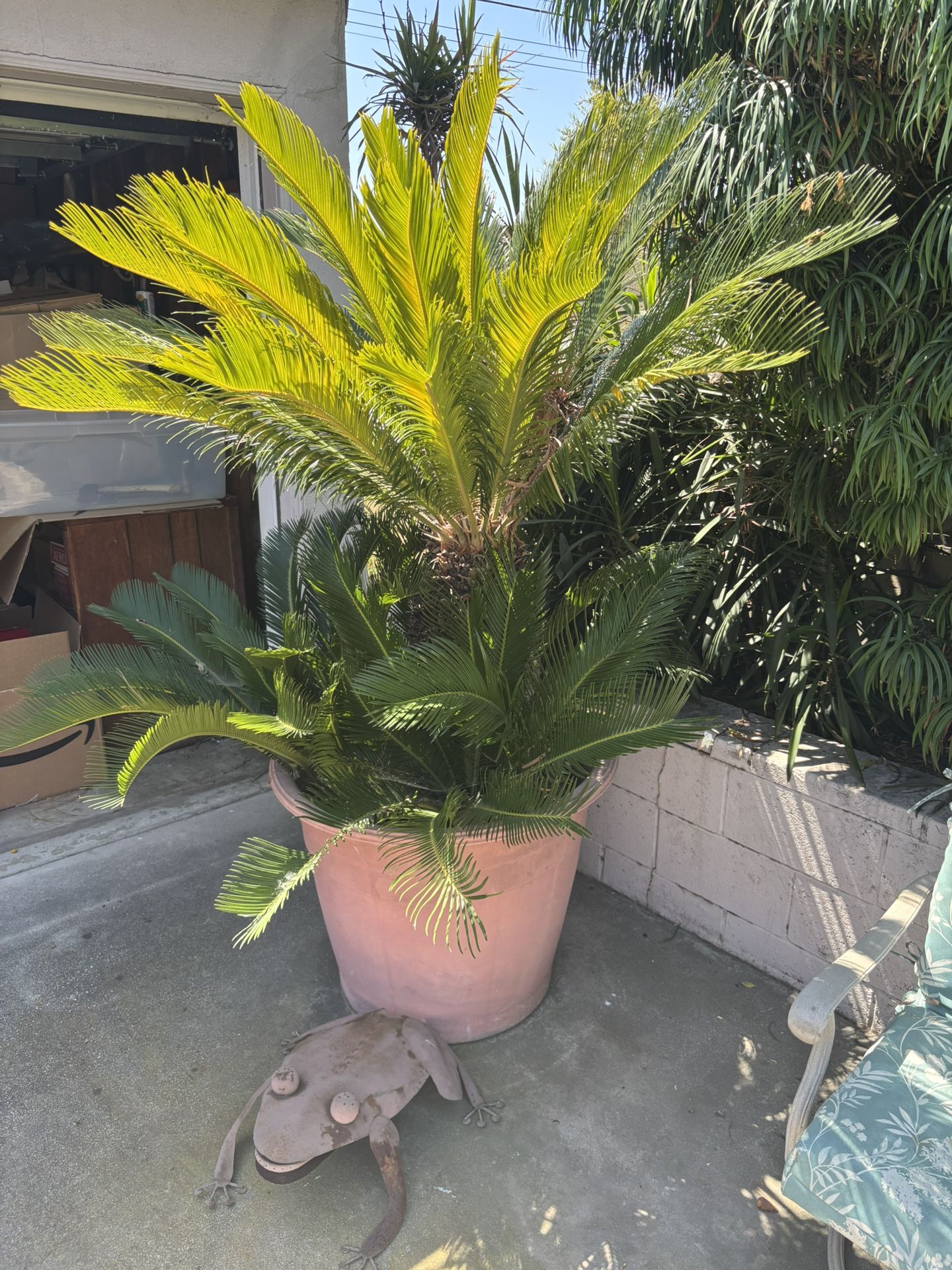 Sego Palm In Pot