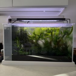 Fluval Spec V Aquarium - 5 Gallon + Extras