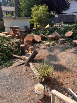 Cedar Rounds (firewood?)