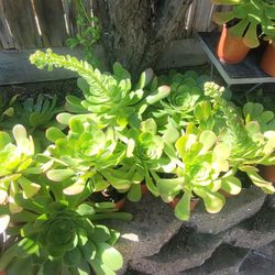 Live succulent plants