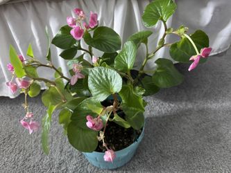 Begonia is a frost-resistant garden plant.