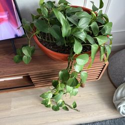 Live Pothos Plant In Pot