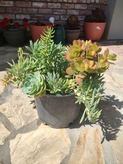Succulents -Various In Pot