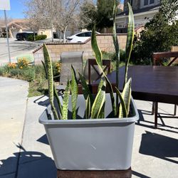 Plants $15 Each