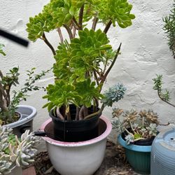 Succulent Tree Plants -AVAILABLE 