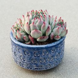 Succulents plants 🪴 （Echeveria lindsayana）