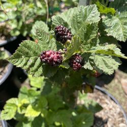 Blueberry Plants- Blackberry Plants - Strawberry Plants - Grape Vines - Gooseberry Plants - Currant Berry Plants - Olallieberry Plants