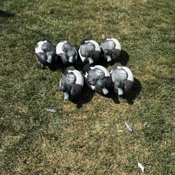 7 Blue Bill Duck Decoys 