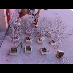 Arbilitos Para Centros De Mesa