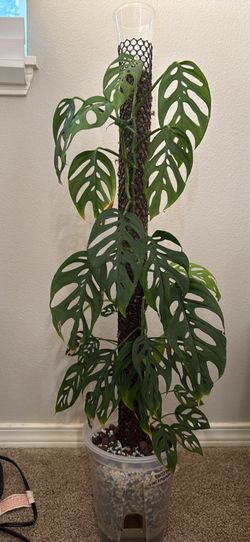 Monstera Acuminata