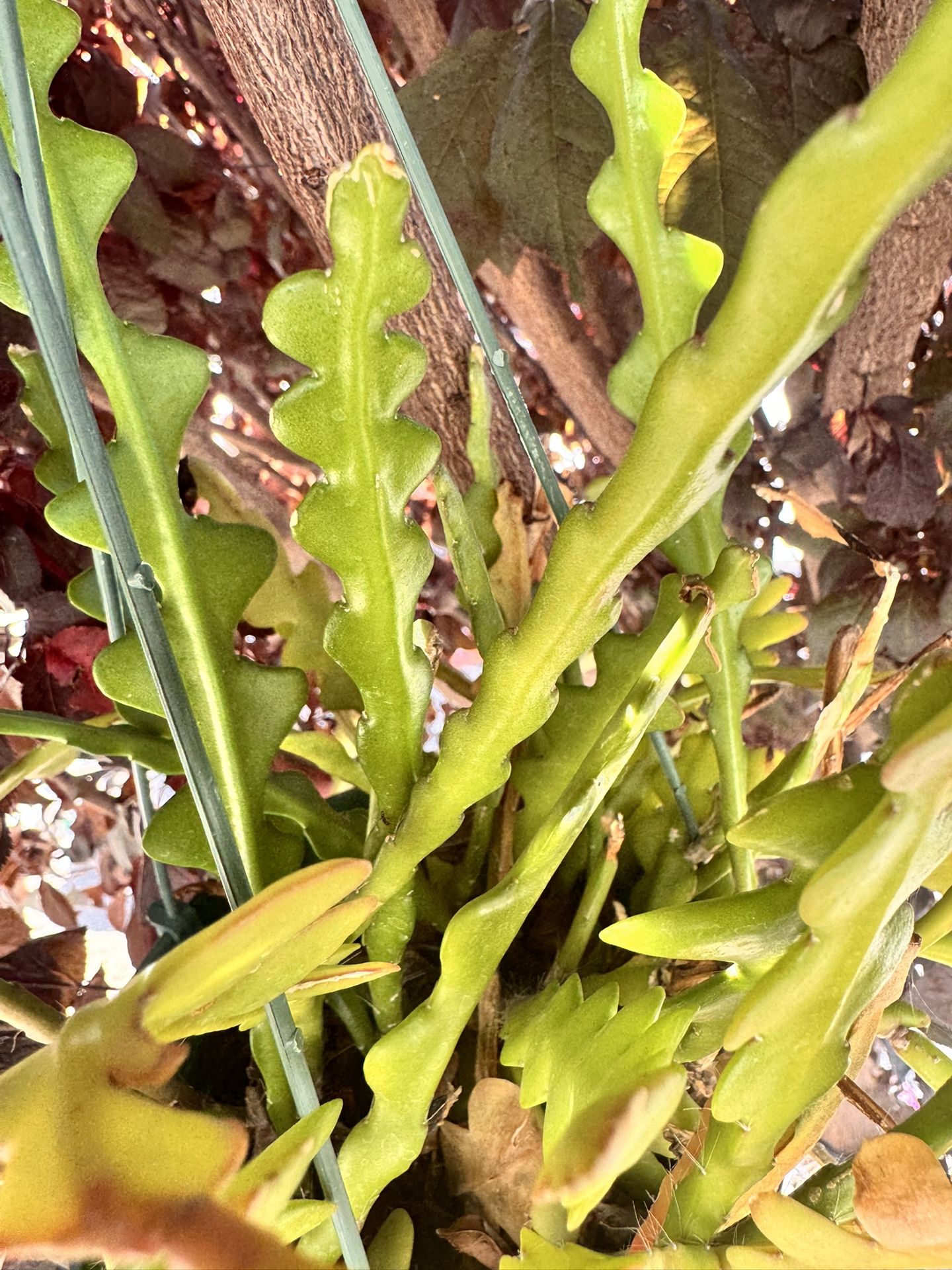 🐟 Fishbone Cactus 🌵 