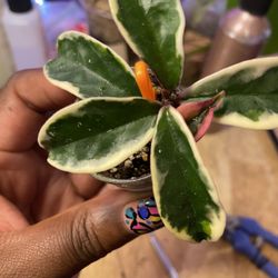 Hoya Susie Q 