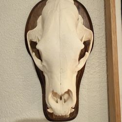 Authentic black bear skull 