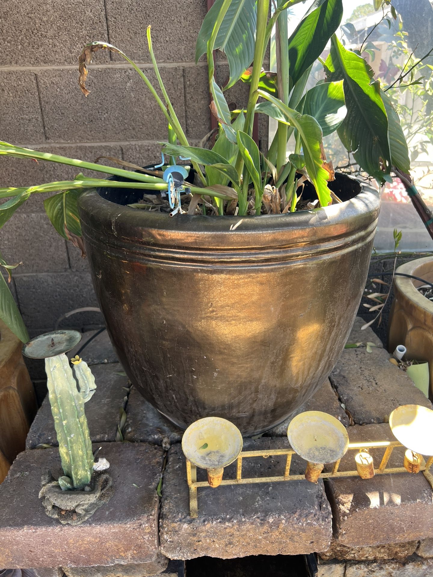 Pots With Plants