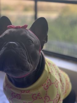 dog clothes