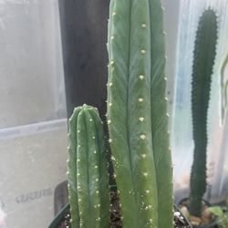 San Pedro cactus plant